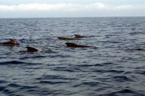 Whale Watching In Tarifa